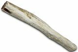 Petrified Wood Limb Section - Nevada #326701-1